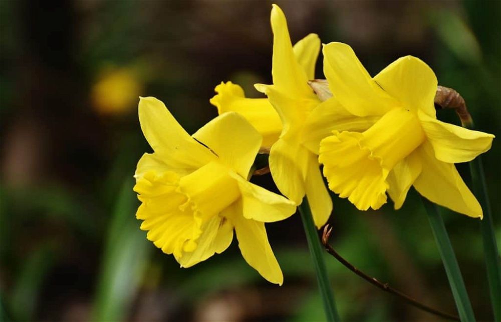 daffodils