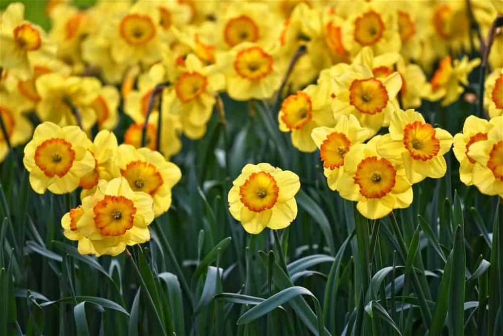 daffodils