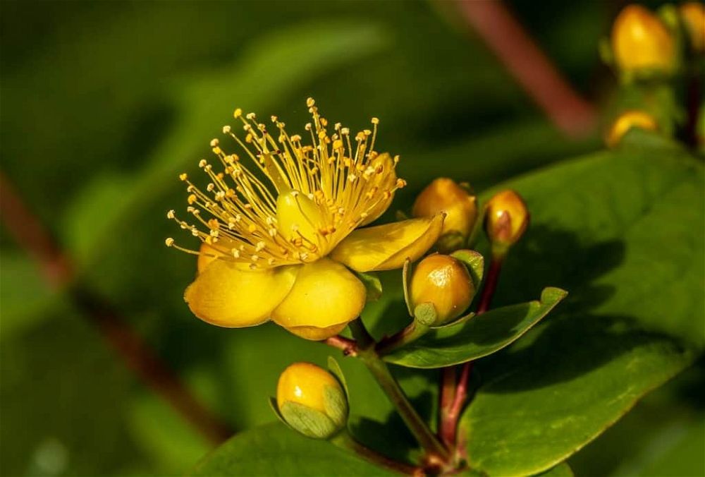 hypericum