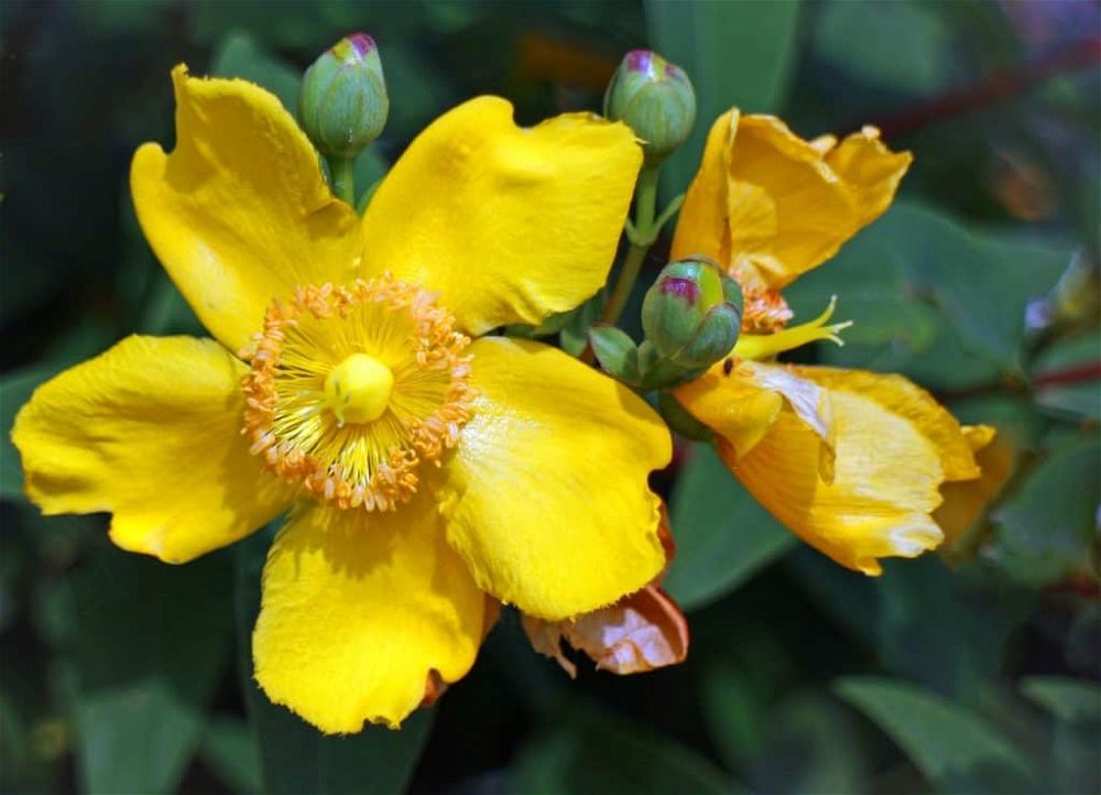 hypericum