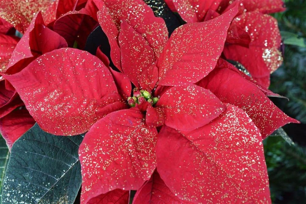 poinsettia