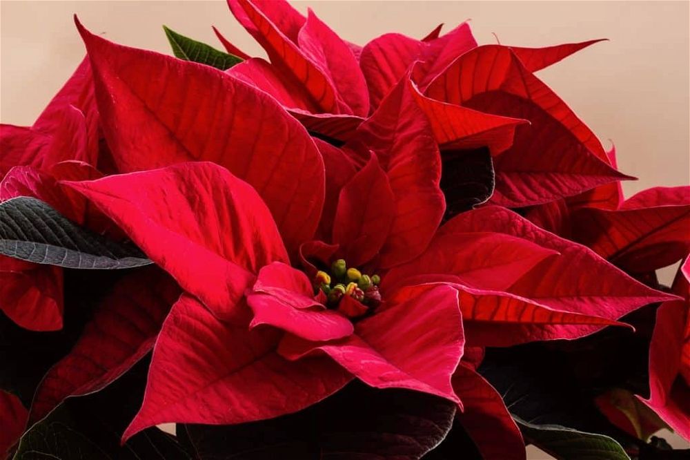 poinsettia