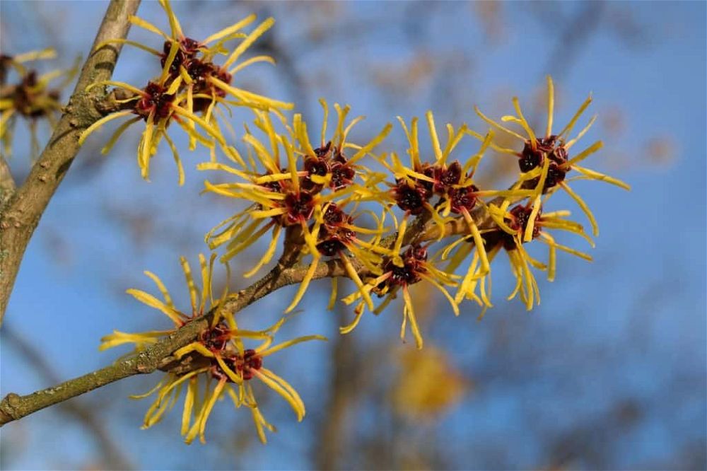 witch hazel