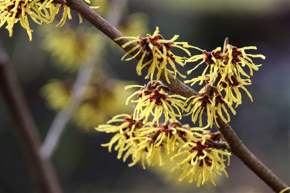 witch hazel