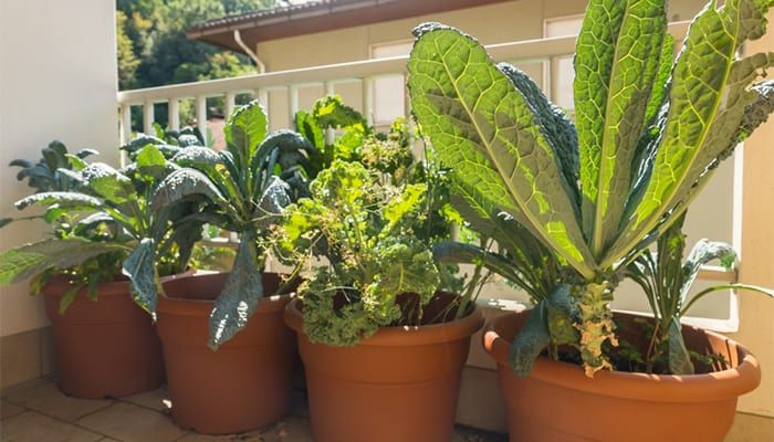 how-to-grow-kale-in-a-container
