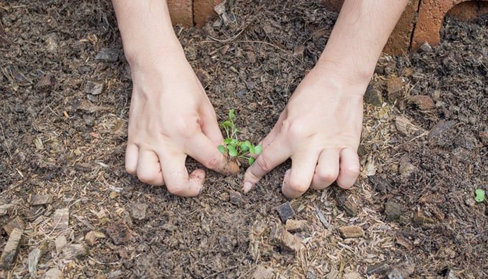 how-to-sow-kale