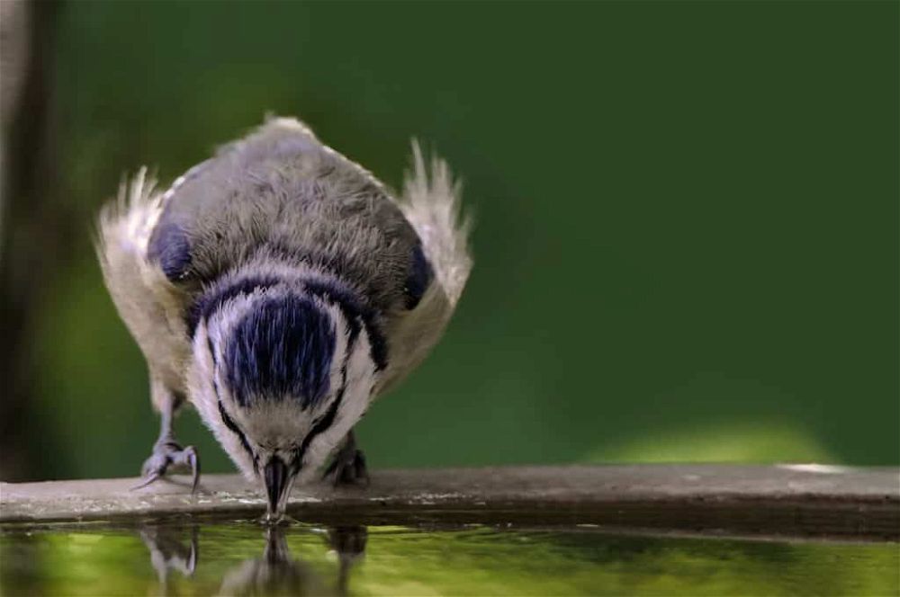 bird bath