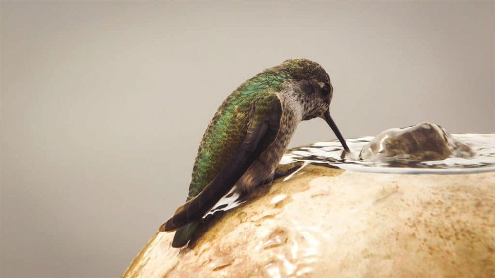 hummingbird birdtable