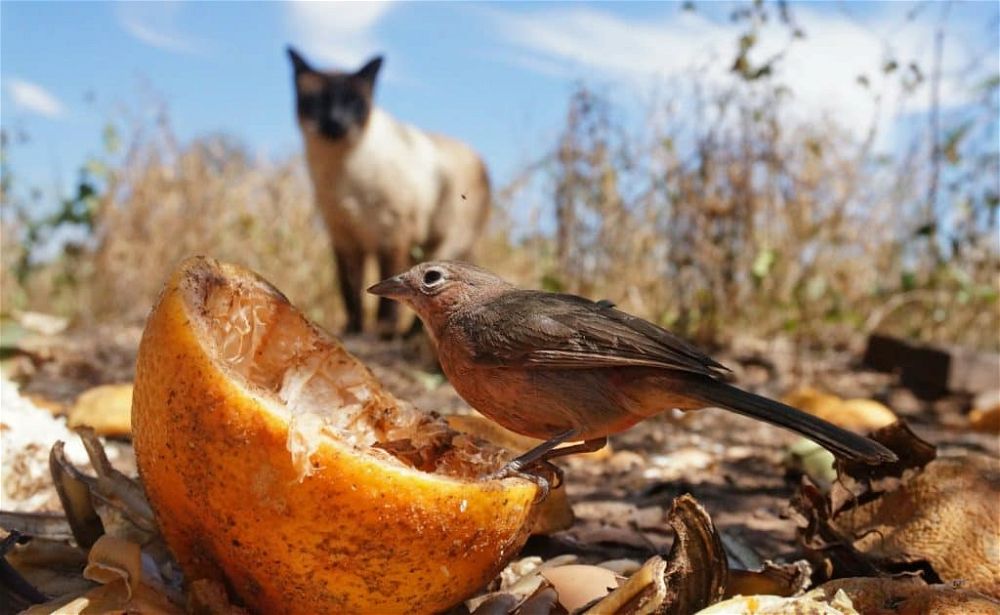 cat hunting bird