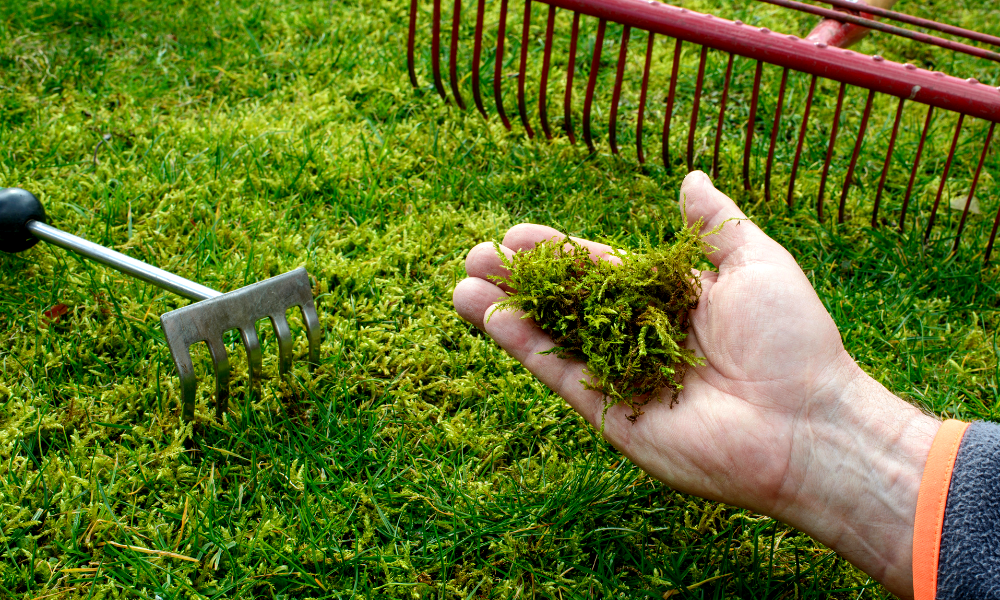 The Best Moss Killers