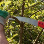 best-pruning-saw
