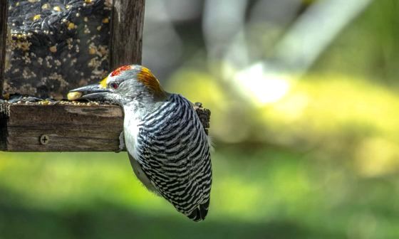 bird-feeder