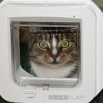 cat-flap