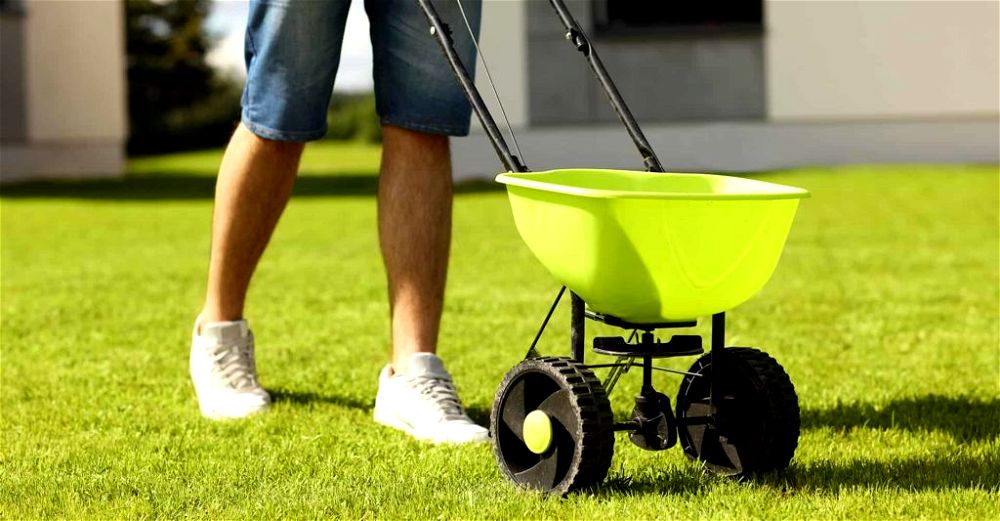 Make Grass Greener with Epsom Salts A HowTo Guide (2023)