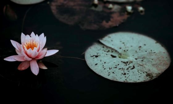 pond-heater