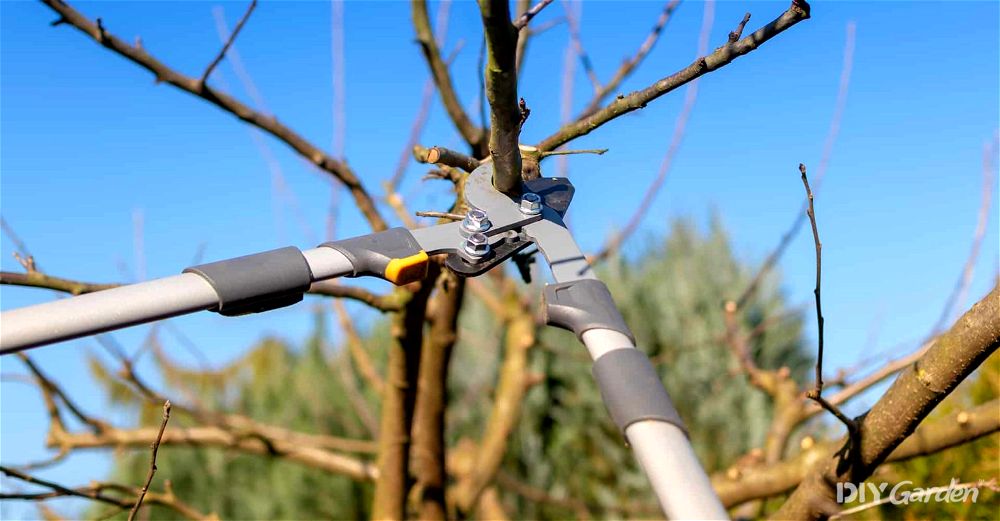 10 Best Garden Loppers for Trees & Branches (2023 Review UK)