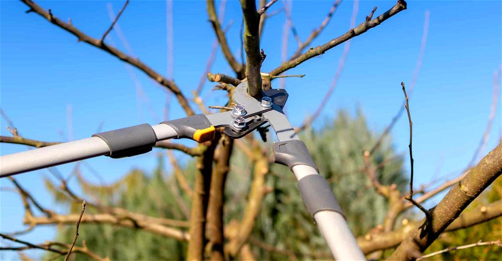 7 Best Telescopic Tree Pruners (2024 Review UK)