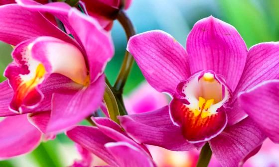 orchid-food