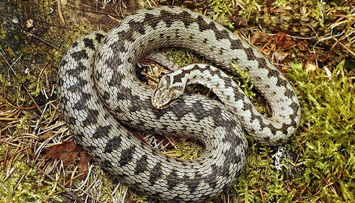 adder