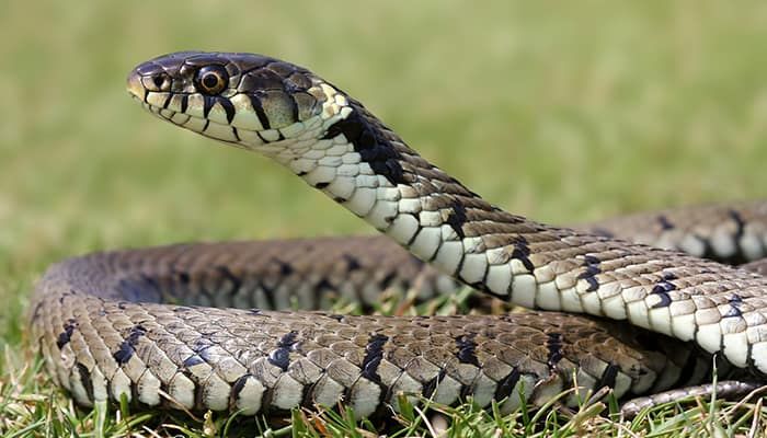 grass-snake
