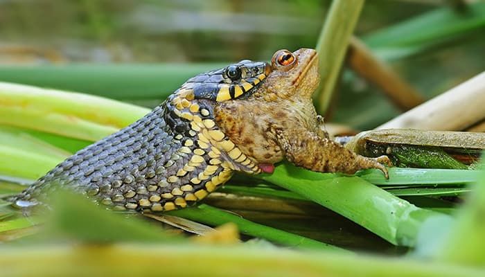 grass-snake-eating-toad