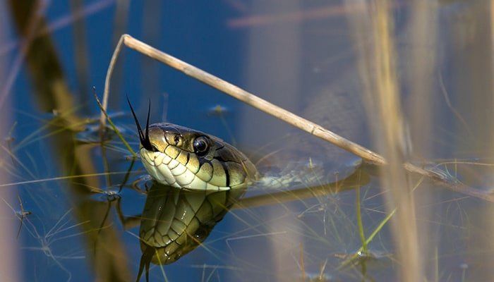 grass-snake-in-water