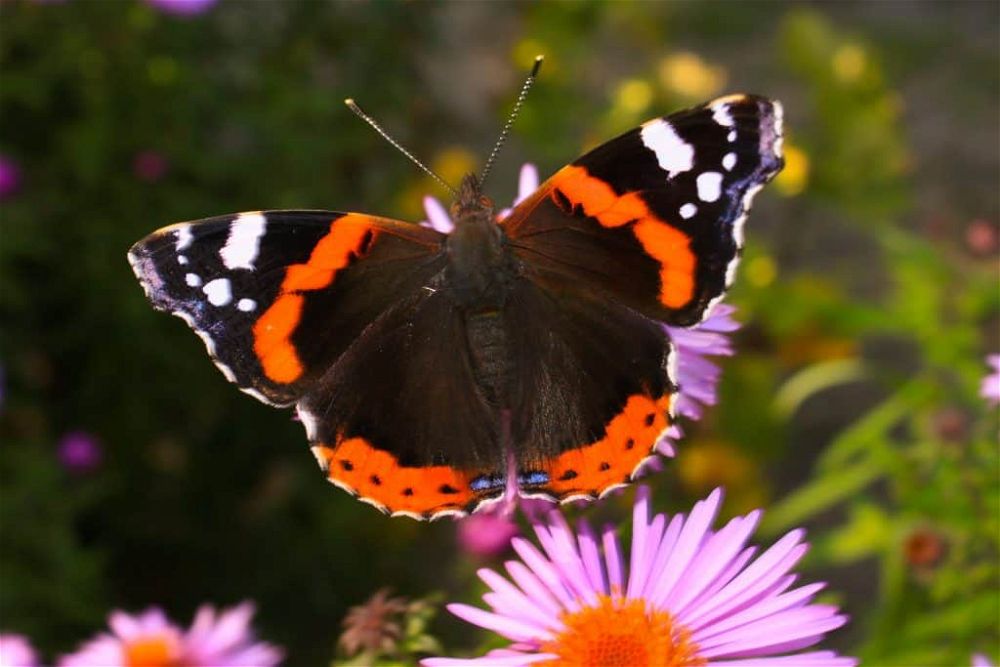 butterfly on flower