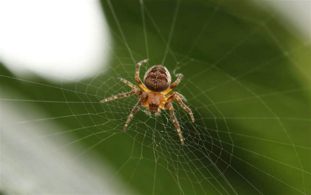 garden spider