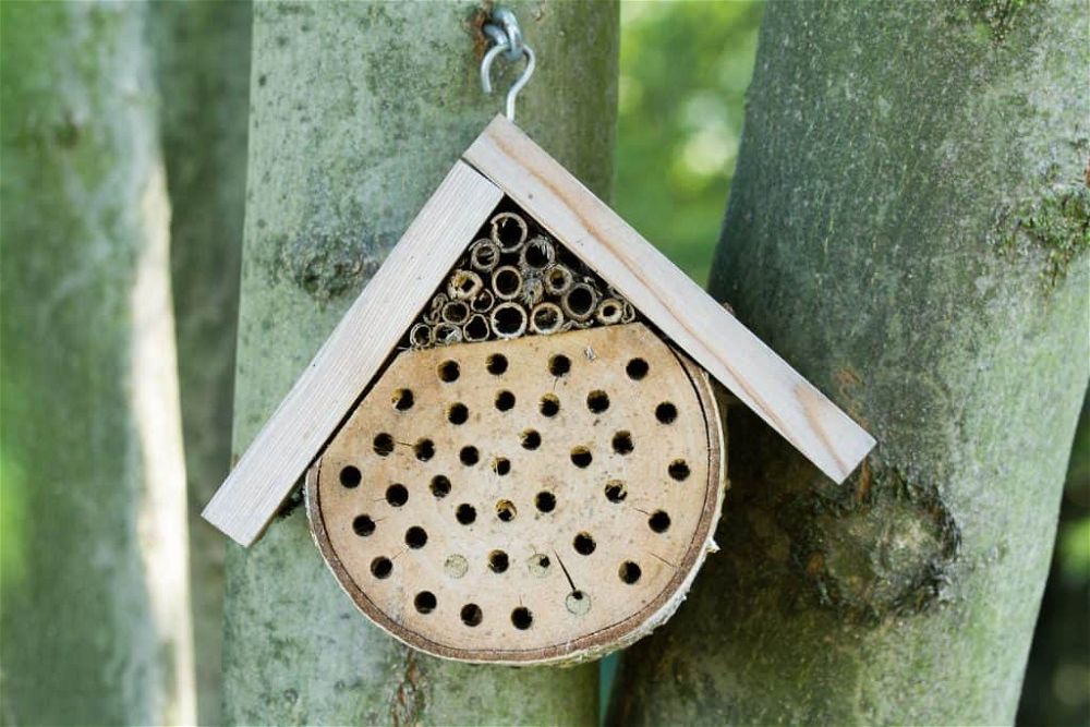 bee hotel