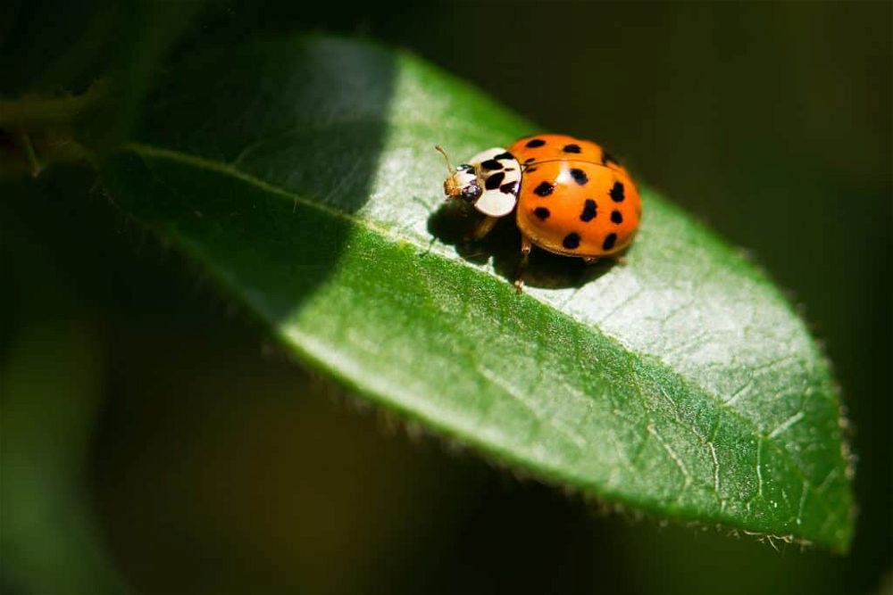 ladybird