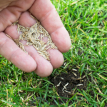 The Best Grass Seed Products
