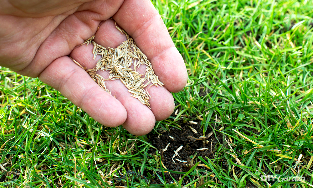 The Best Grass Seed Products