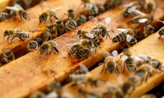 best bee hive