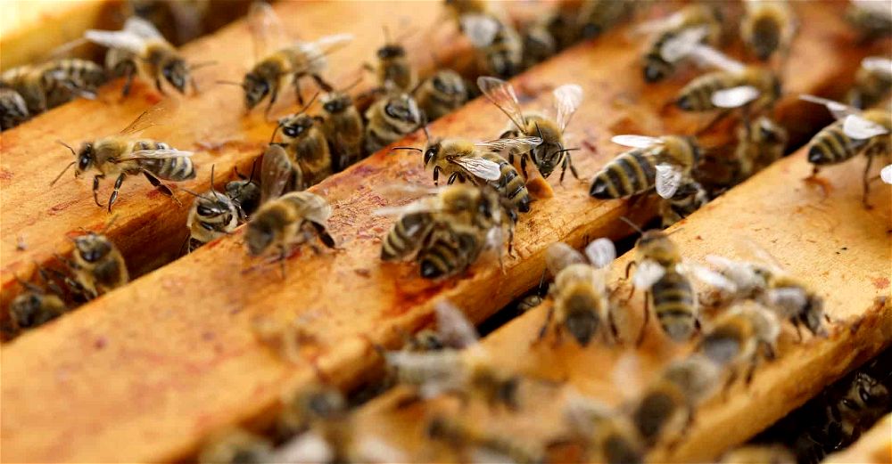 best bee hive