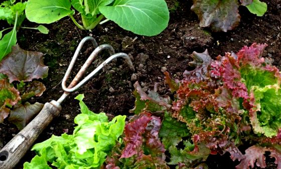 garden-cultivator