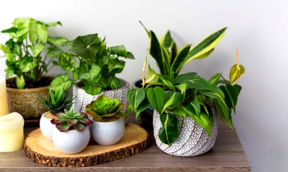 artificial-plant