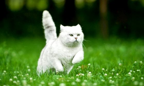 cat-scarer