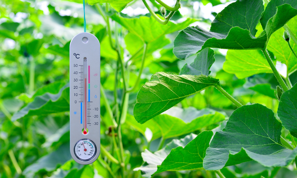 an image of a hanging thermometer surrounded by plants