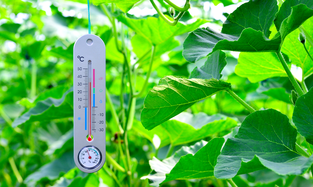 The Best Greenhouse Thermometers