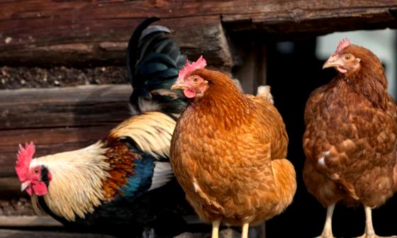 chicken-coop