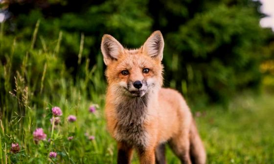fox-deterrent