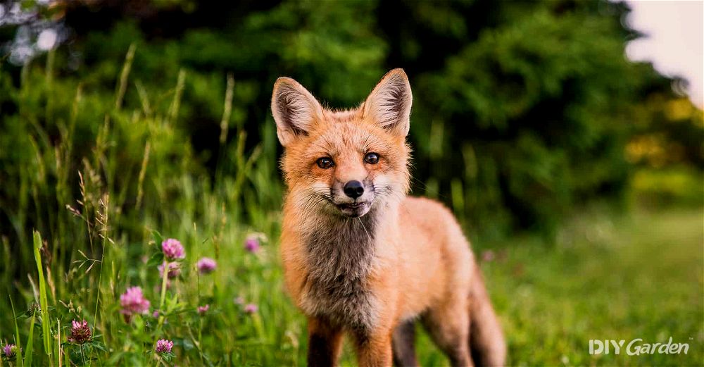 fox-deterrent