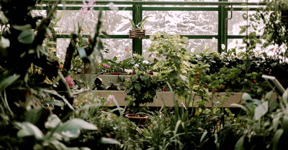 17 Ways to Heat a Greenhouse in Winter (Without Electricity)