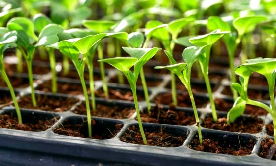 best-seed-trays