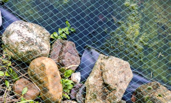 pond netting