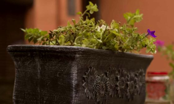 best-trough-planters
