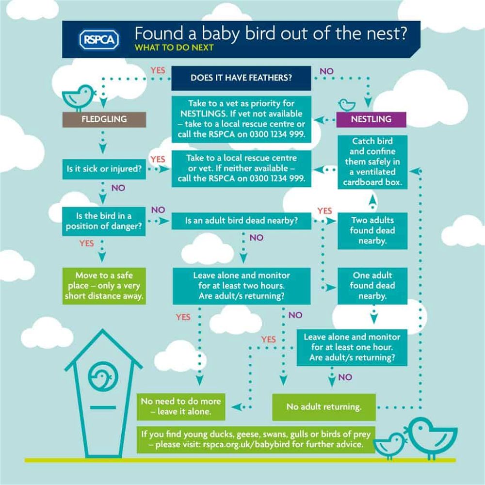 Baby_bird_infographic rspca