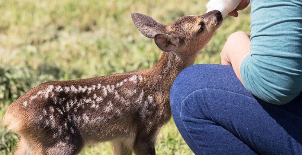 baby-deer-rescue