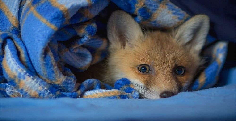 fox-rescue