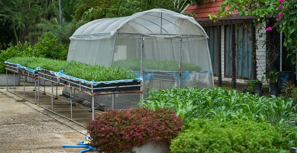 5 Best Polytunnels For Your Allotment (2024 Review UK)